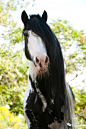 大部分的Gypsy Vanners都是黑白色的，不过其他色彩的马也相当惊艳。