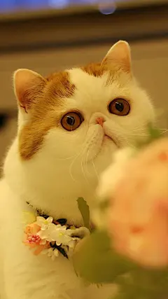 可爱的小动物胖猫咪高清安卓手机壁纸