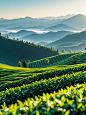夏天的风吹过茶园|户外摄影|治愈风景 - 小红书