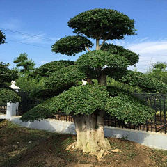 晨☆熙采集到植物详图