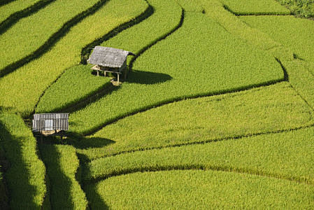 Terrace rice field