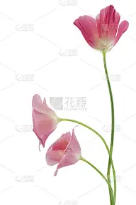 eschscholzia