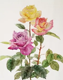 创意如此简单花花世界你能了解多少 - 花卉系列插画设计，让花的妖娆，美丽尽收眼底 （图片10张 ）原文地址：