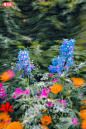 A blurry photo of purple and blue flowers photo – Free Texture Image on Unsplash