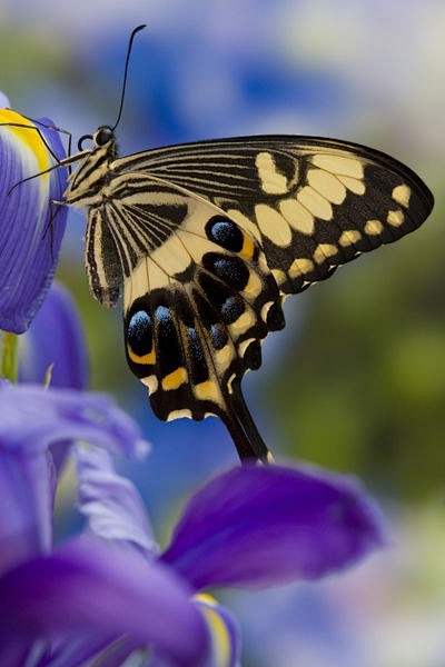 Tropical Butterfly P...