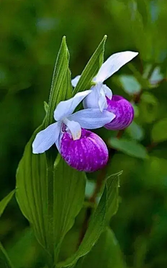 幺幺幺000采集到花花草草