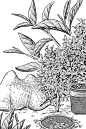 每日一画画｜茶叶与咖啡☕️ - 小红书