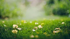 护眼绿草地壁纸