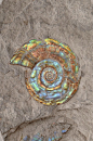 pearl-nautilus:
“ Ammonite
”