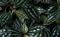 宽屏叶脉写真iPad壁纸 