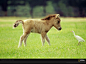 national-geographic-miniature-horse-and-bird_1600x1200_94505