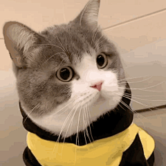 面对猫猫吧采集到猫猫表情包