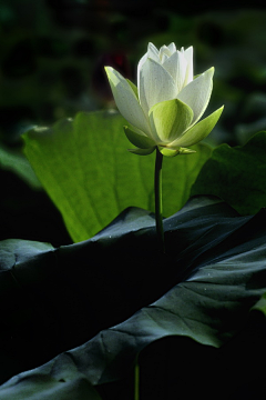 爱圣诞节de小怪物采集到刹那禅花开