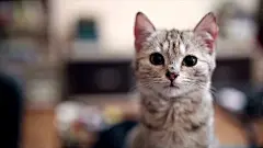 猫咪看着相机