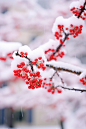 早春梅花盛开图片摄影图