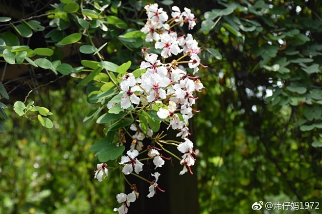 孪叶羊蹄甲
