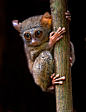 Photograph Tarsier by Harprit Singh on 500px #野生动物#