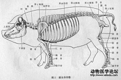 落叶城采集到动漫【动物体练习】