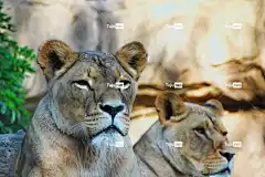 狮子 脸 Mac壁纸 下 荒野 4K壁纸 高清壁纸 猫 自由背景