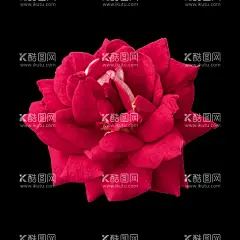 花卉 花朵 免扣花  - 源文件下载【酷图网】花卉,花朵,免扣花,玫瑰,红蓝玫瑰,月季,北欧风格元素,绿叶植物,贺卡,花草,花卉植物,鲜花,