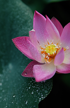 行悠采集到出水芙蓉