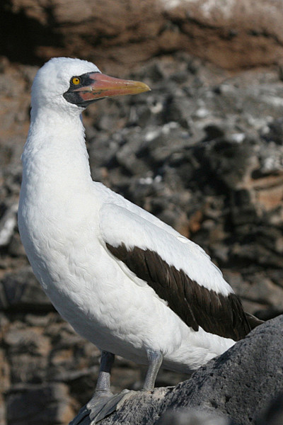 鲣鸟目鲣鸟科鲣鸟属橙嘴蓝脸鲣鸟
