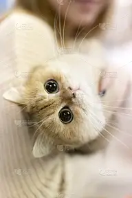 猫,马,注视镜头,筑巢处,无人,哈萨克斯坦,垂直画幅,图像,展览,摄影