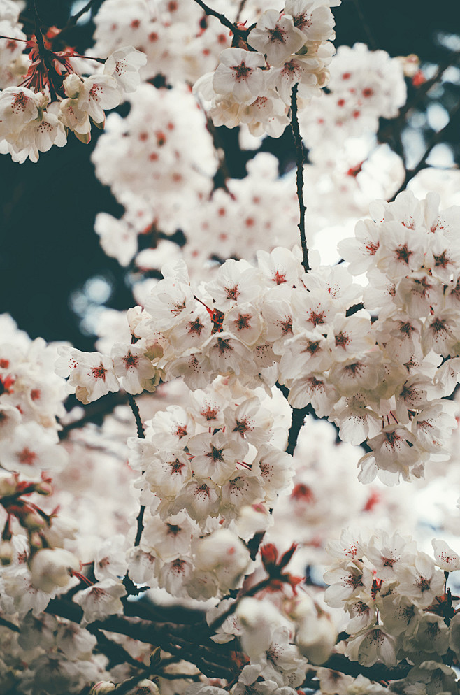 deeplovephotography:...