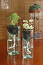 Self-watering planter made from recycled bottles...clever clever.