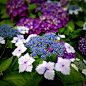 绣球花, 鲜花, 关闭, 雨季, 紫色的花
