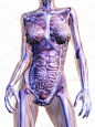 人体,人体结构,背痛,垂直画幅,胸部,人类骨架,四肢,形状,绘画插图,超现实主义的
