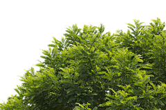 cx3300000000采集到挂角树拼贴植物 高清 png免抠ps 景观建筑前景效果图配景素材