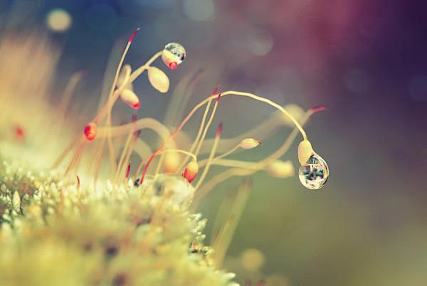 Dew Photography by D...