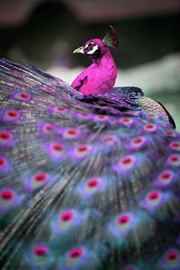 He knows he’s beauti...