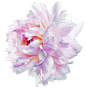 141201_YS_WP2_Flower1_CMYK.tif花朵