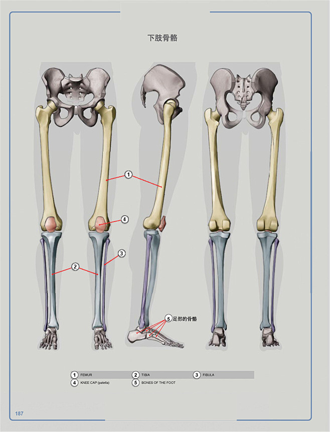 下肢骨包括哪些图片