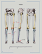 下肢腿部骨骼详解