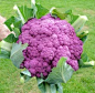 Organic Heirloom Purple of Sicily Cauliflower by kenyonorganics,never seen before.