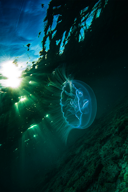 Jelly fish at sunset...