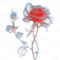 唯美浪漫艺术玫瑰花5