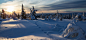 挪威,冬天,雪,云杉,脚印,高清冬天风景桌面壁纸