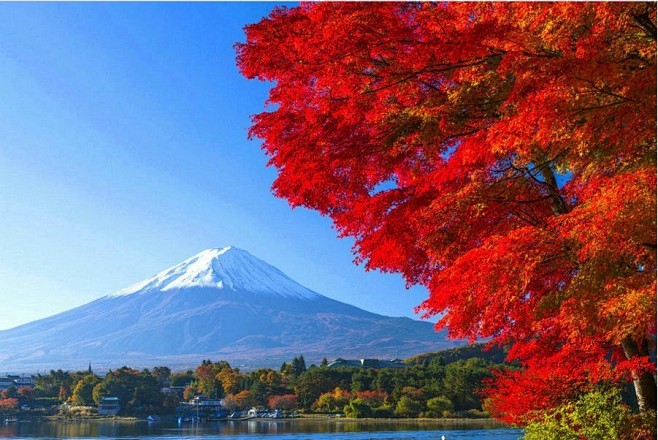 红枫掩映富士山，几许张扬，几许内敛