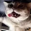 猫不太懒
