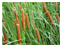 香蒲（Typha orientalis Presl）香蒲属作物，起源于中国，为多年生草本植物，一般株高1.5～2.5米， 须根， 具有地上假茎和地下根状茎。纤维用作物。别名蒲黄和蒲草。香蒲是制造人造棉和纸张的原料。叶和假茎分别是编织蒲包及蒲席的原料， 白嫩的假茎和根状茎可作蔬菜，蒲黄入药。