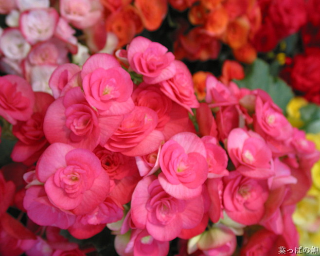 丽格海棠，（Rieger begonia...