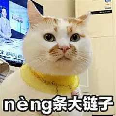 网红猫楼楼表情包 楼楼表情包大全