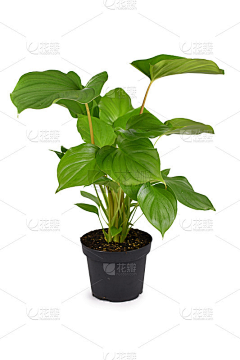Colindainty采集到盆栽植物素材
