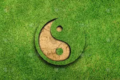 阴阳在绿草的背景上