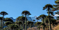 智利南洋杉 （Araucaria araucana)