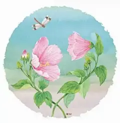 水彩--蜀葵 - 高清图片，堆糖，美图壁纸兴趣社区
